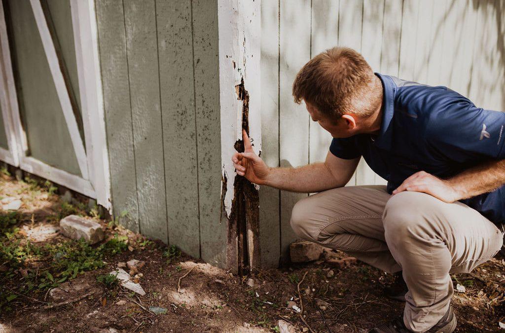 Home inspector examining wood siding for termite damage at base of exterior wall